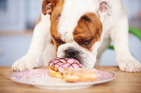 Un Bouledogue Anglais renifle des donuts dans une assiette