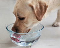 Un vieux chien boit de l'eau dans une gamelle en verre