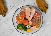 Un chien devant une assiette de nourriture maison