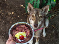 Un chien attendant son repas impatiemment 