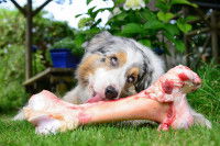 Un gros chien en train de lécher son os