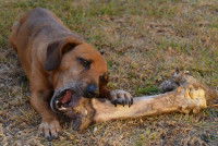 Un chien brun mâchouillant un os