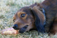 Un petit chien brun mangeant un bout de viande crue