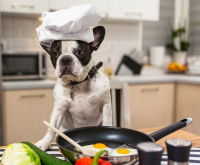 Un chien noir et blanc face à des œufs au plat