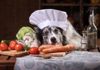 Un chien blanc et noir avec un toque couché sur des légumes