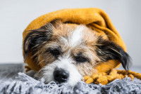 Un petit chien malade sous une couverture