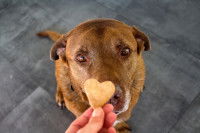 Une femme donne un biscuit en forme de coeur à un Labrador