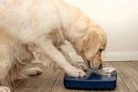 Un Golden Retriever en surpoids se pèse sur une balance