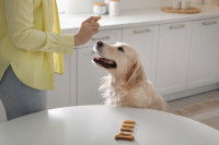 Une femme donne un biscuit à un Golden Retriever