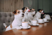 Quatre petits chiens assis devant des tasses de café dans un bar