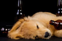 Un chien complètement saoul après avoir bu de l'alcool