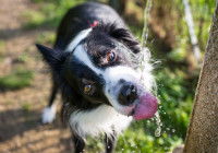 Un Border Collie boit de l'eau à un robinet
