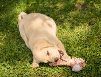 Un chiot ronge un gros os charnu