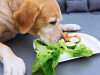 Un chien mange des légumes dans une assiette