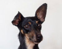 Un chien avec une oreille droite et une oreille qui tombe