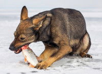 Un chien mange un poisson fraîchement pêché dans la neige