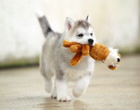 Un chiot hyusky tient un doudou dans sa gueule
