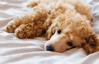 Un chien malade allongé sur un lit