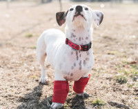 Un jeune chiot avec des problèmes osseux aux pattes avant
