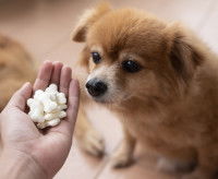 Un homme donne des compléments en calcium à son chien
