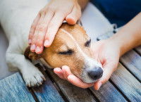 Un homme tient la tête de son chien malade