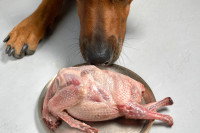 Un chien renifle une carcasse de volaille