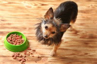 Les changements alimentaires liés au vieillissement du chien