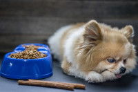 Une incompatibilité avec le chien