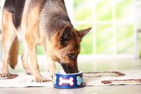 Comment éviter de changer l’alimentation de son chien ?