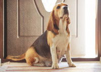 Chienne Beagle gestante dans une maison