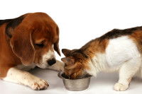 Un chien Beagle regarde un chat manger dans sa gamelle