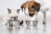 Un chien et un chaton mangent dans leurs gamelles