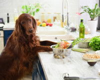 Un gros chien face à un plat végan avec un air désespéré
