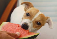 Un petit chien mangeant de la pastèque