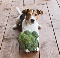 Un petit chien avec un brocoli entre ses pattes