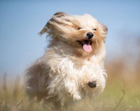 Un petit chien à poil long en train de courir à toute allure