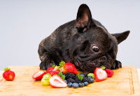 Un Bouledogue Français noir en train de manger des fruits