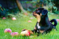 Un chiot jouant avec un pomme dans l'herbe