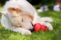 Un chien blanc lèche de la nourriture dans un jouet Kong