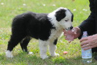 Une femme donne à boire à un chiot Border Collie