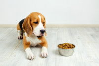 Un chien refuse de manger sa gamelle de croquettes