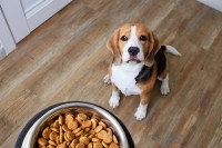 Un chien attendant sa gamelle de nourriture contenant des croquettes
