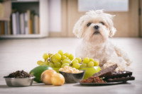 Un chien devant des aliments toxiques pour lui