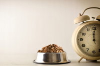 Une gamelle de croquettes pour chien à côté d'une horloge