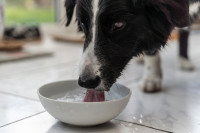 Un chien buvant de l'eau dans une gamelle