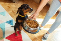 Une personne donnant une gamelle de croquettes à son chien
