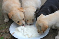 Quatre chiots mangent du fromage blanc dans une assiette
