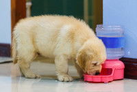 Un chiot Labrador en train de boire dans sa gamelle d'eau
