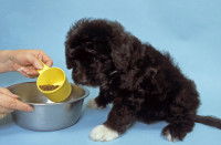 Une femme verse des croquettes dans la gamelle d'un chiot noir
