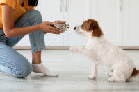 Une femme donne sa gamelle à un petit chiot